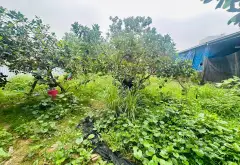 Bán đất 80m² xã Dương Hòa, giá phù hợp đầu tư... Bán đất tại Dương Hòa, Hà Nội 06