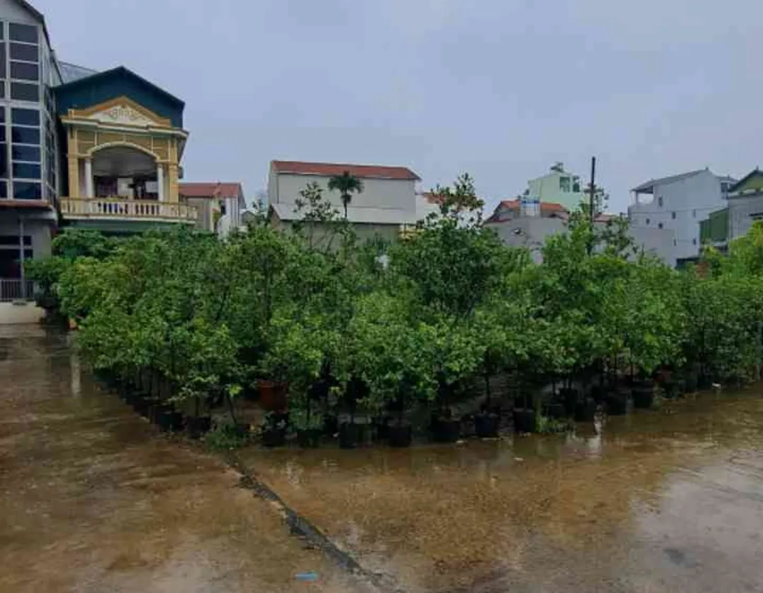 Bán đất thôn Đầu, xã Phụng Công, Văn Giang, Hưng Yên - mặt tiền 6m, đường ô tô 5m... Bán đất tại Phụng Công, Hưng Yên 01
