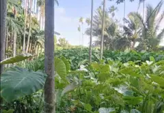 Đất rộng đẹp ngay khu dân cư phát triển... Bán đất tại Tam Bình, Hồ Chí Minh 15