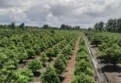 Bán đất mặt tiền kênh tại Bình Chánh, diện tích 1220m2... Bán đất tại Bình Lợi, Hồ Chí Minh 07