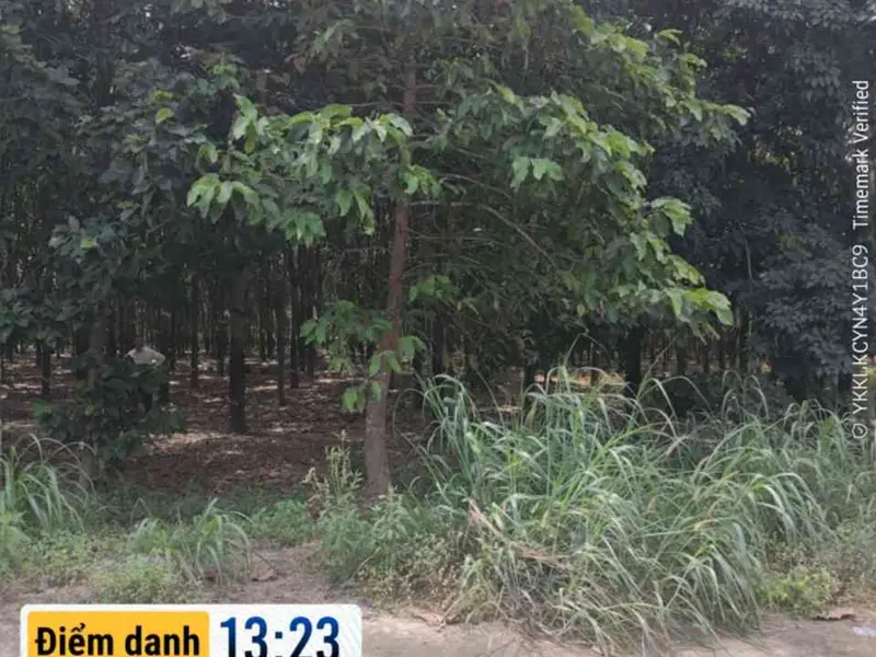 Bán đất vườn cao su có thổ cư tại Bắc Tân Uyên, Bình Dương... Bán đất tại Phước Thành, Hồ Chí Minh 01