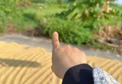 Cơ hội hiếm có sở hữu đất đấu giá rộng rãi tại Ân Thi, Hưng Yên... Bán đất tại Ân Thi, Hưng Yên 03