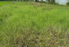 Bán đất vuông đẹp 500m2 mặt tiền 12m tại Cây Trôm - Mỹ Khánh, Củ Chi... Bán đất tại Thái Mỹ, Hồ Chí Minh 03