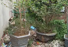 ĐẤT ĐẸP LIÊN MẠC... Bán đất tại Thượng Cát, Hà Nội 02