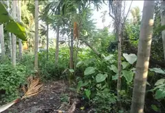 Đất rộng đẹp ngay khu dân cư phát triển... Bán đất tại Tam Bình, Hồ Chí Minh 08