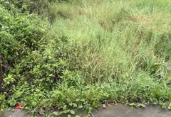 Bán đất thổ cư 56,5m² tại thôn Xuân Đồng, Sóc Sơn, Hà Nội, ô tô 7 chỗ đỗ cửa... Bán đất tại Sóc Sơn, Hà Nội 05