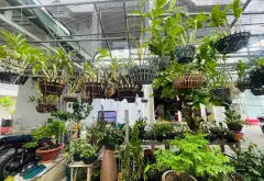 NHÀ SÂN VƯỜN HIẾM TÂN PHÚ – 360M² – NGANG KHỦNG 14M NỞ HẬU – CHƯA TỚI 100tr/m2... Bán nhà riêng tại Tây Thạnh, Hồ Chí Minh 07