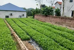 Cơ Hội Vàng Sở Hữu Lô Góc Full Thổ Cư Diện Tích Lớn Tại Yên Lương... Bán đất tại Trung Giã, Hà Nội 04
