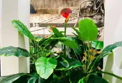 GẦN CHỢ TÂN BÌNH, NHÀ MỚI ĐẸP TẶNG FULL NỘI THẤT - 3Tầng-Ngang 3m-Dưới 4.18 đồng- Lý Thường Kiệt... Bán nhà riêng tại Tân Hòa, Hồ Chí Minh 17