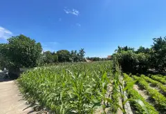 Đức Hợp 115,2m2 - Thôn Phú Cường, MT 4,22m x 18,9m - Ô tô tránh, View sông Hồng - 2,22 tỷ... Bán đất tại Đức Hợp, Hưng Yên 08