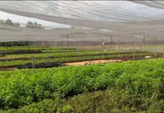 Đất Mặt Tiền Kênh Bà Điểm TPHCM Diện Tích Lớn Đẳng Cấp... Bán đất tại Bà Điểm, Hồ Chí Minh 02