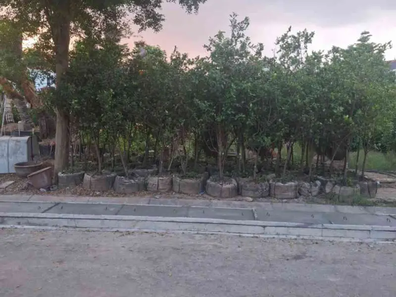 Cơ hội sở hữu lô góc đất 3 mặt thoáng tại Văn Giang, Hưng Yên cực hiếm... Bán đất tại Văn Giang, Hưng Yên 01
