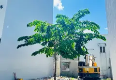 Cơ hội hiếm có sở hữu nền đất 50m2 vị trí vàng tại Nguyễn Ảnh Thủ... Bán đất tại Trung Mỹ Tây, Hồ Chí Minh 01