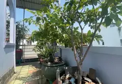 LÔ GÓC, MẶT TIỀN NỘI BỘ ĐƯỜNG 762 HỒNG BÀNG Q11, NGAY UỶ BAN NHÂN DÂN .XE HƠI ĐẬU CỬA NGÀY... Bán nhà mặt phố tại Minh Phụng, Hồ Chí Minh 09