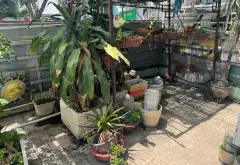 2 Mặt Tiền Đường. Kinh Doanh Đa Ngành Nghề. Có Vỉa Hè- Cho thuê ít nhất 25tr/tháng- Pháp lý sạch,... Bán nhà mặt phố tại Phú Thọ Hòa, Hồ Chí Minh 04