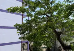 Nhà hiếm 4 phòng ngủ, mặt tiền 14m, hẻm ô tô rộng Quận 5... Bán nhà riêng tại An Đông, Hồ Chí Minh 06