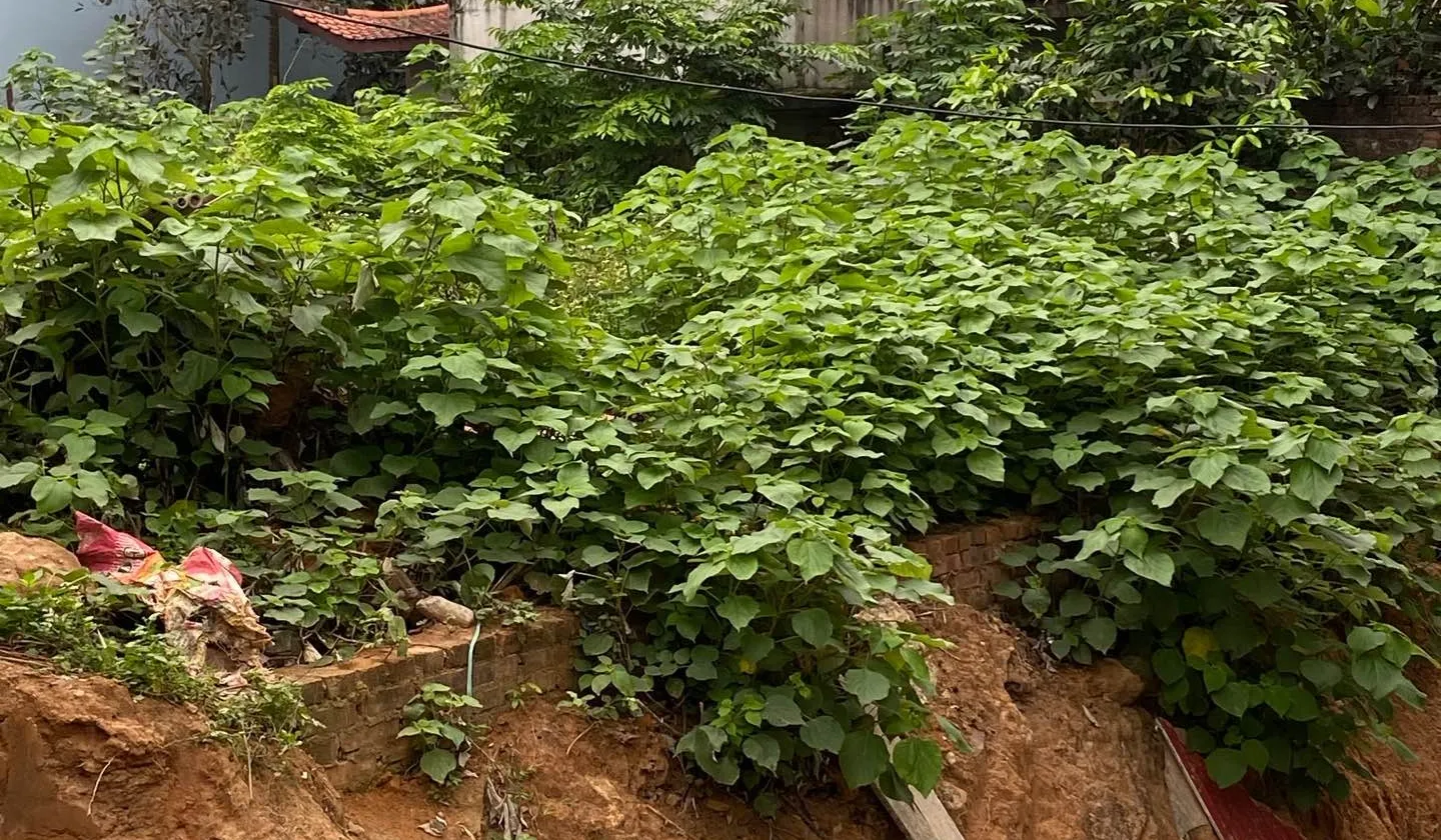 Đất quận Quế Võ Giá Sốt - Tiềm Năng Sinh Lời Cao... Bán đất tại Nam Sơn, Bắc Ninh 01