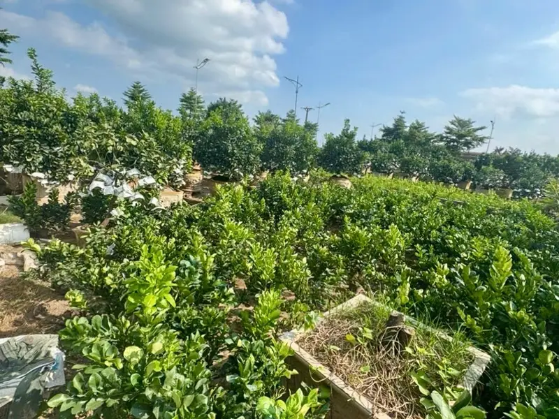ĐẤT ĐÂU GIÁ- Ô TÔ TRÁNH KINH DOANH ĐỈNH - GẦN CHỢ - GẦN TRƯỜNG HỌC - GẦN TRẠM Y TẾ- NGAY KHU ĐÔ TH... Bán đất tại Văn Giang, Hưng Yên 01